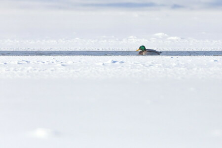 duck, river, snow