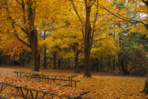 Herbst, Fallen, fallende Blätter, Laub, Blätter, Natur, Park, Bäume