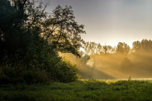 Aube, forêt, herbe, Les rayons du soleil, des arbres