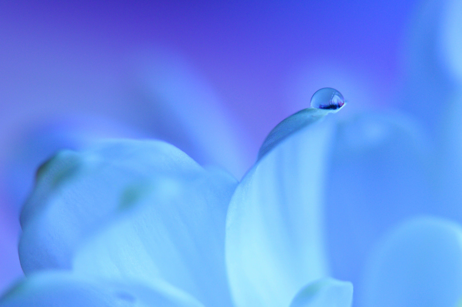 l'eau, fleur, pétales, laissez tomber