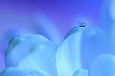 drop, flower, petals, water