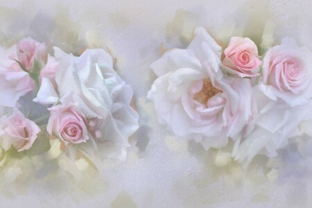 bourgeons, pastel, des roses, tendresse