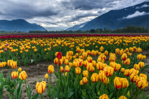 clouds, colorful, field, landscape, mountains, red, tulips, yellow