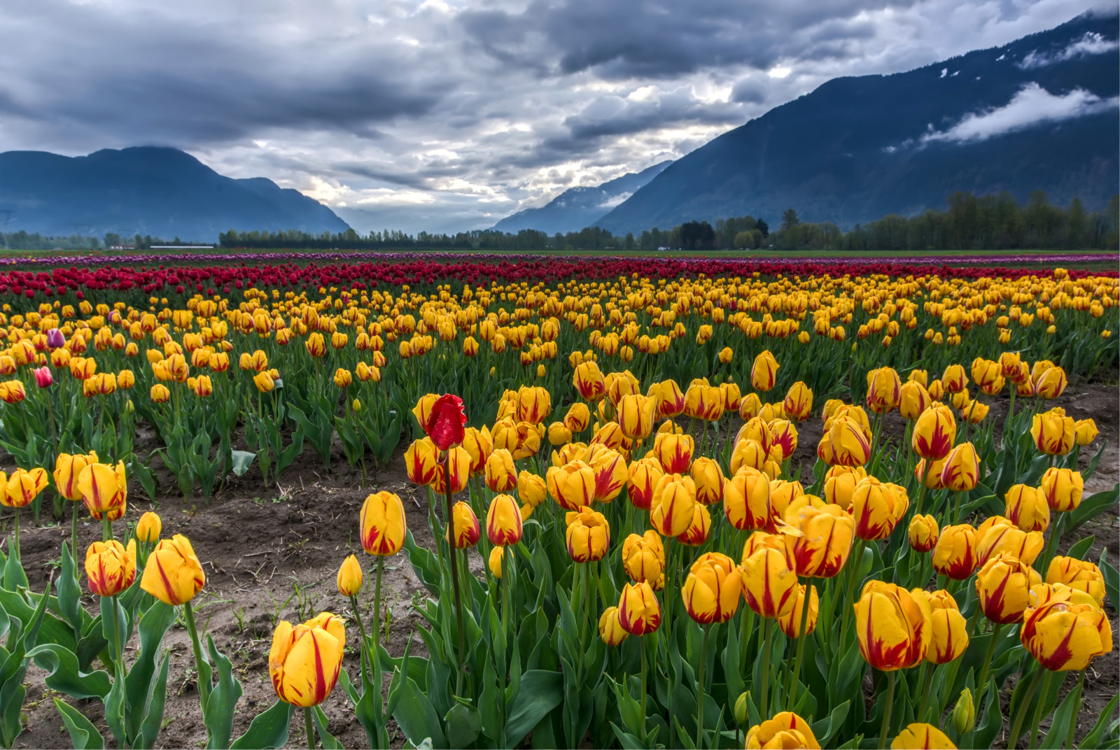 paisaje, amarillo, rojo, campo, nubes, montañas, tulipanes, vistoso