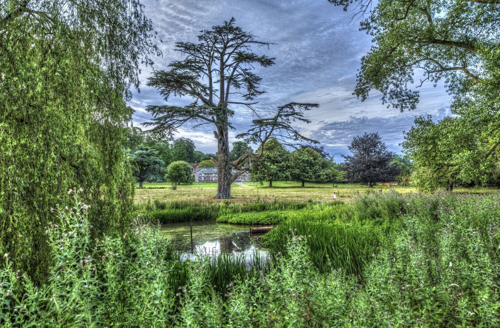 foresta, alberi, primavera