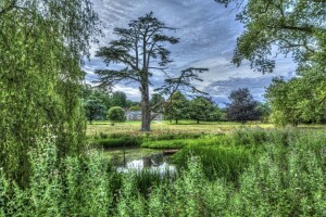 Woud, voorjaar, bomen