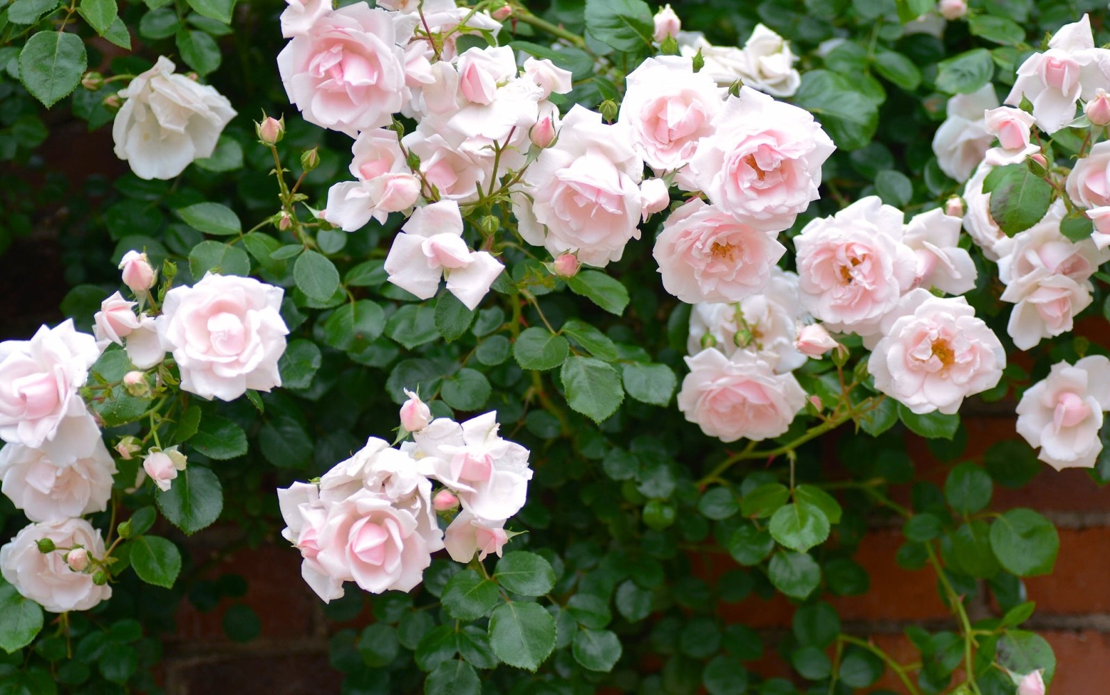 des roses, Buisson, rose Bush