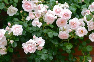 Buisson, rose Bush, des roses