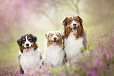 Hunde, Freunde, Sommer-