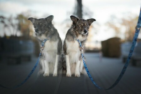 background, dog, face, glass, leash, look, mirror, pose