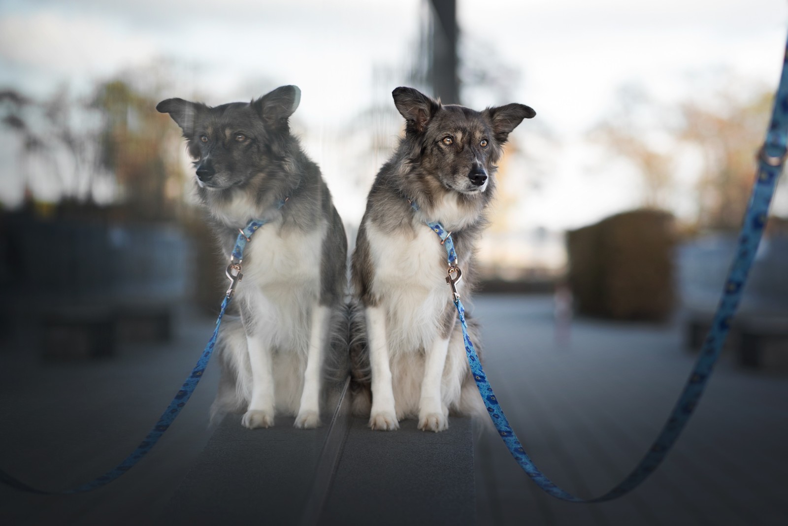 se, positur, bakgrunn, hund, ansikt, border collie, byen, gate