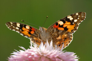 BUTTERFLY, flower, moth, petals, wings