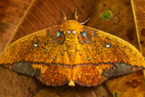 MOTYL, Ekwador, pozostawia, Ćma Saturniid, skrzydełka, Park Narodowy Yasuni