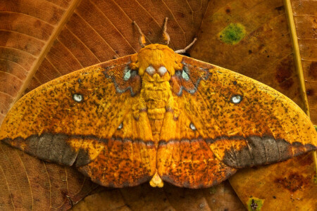 BUTTERFLY, Ecuador, leaves, Saturniid moth, wings, Yasuni National Park