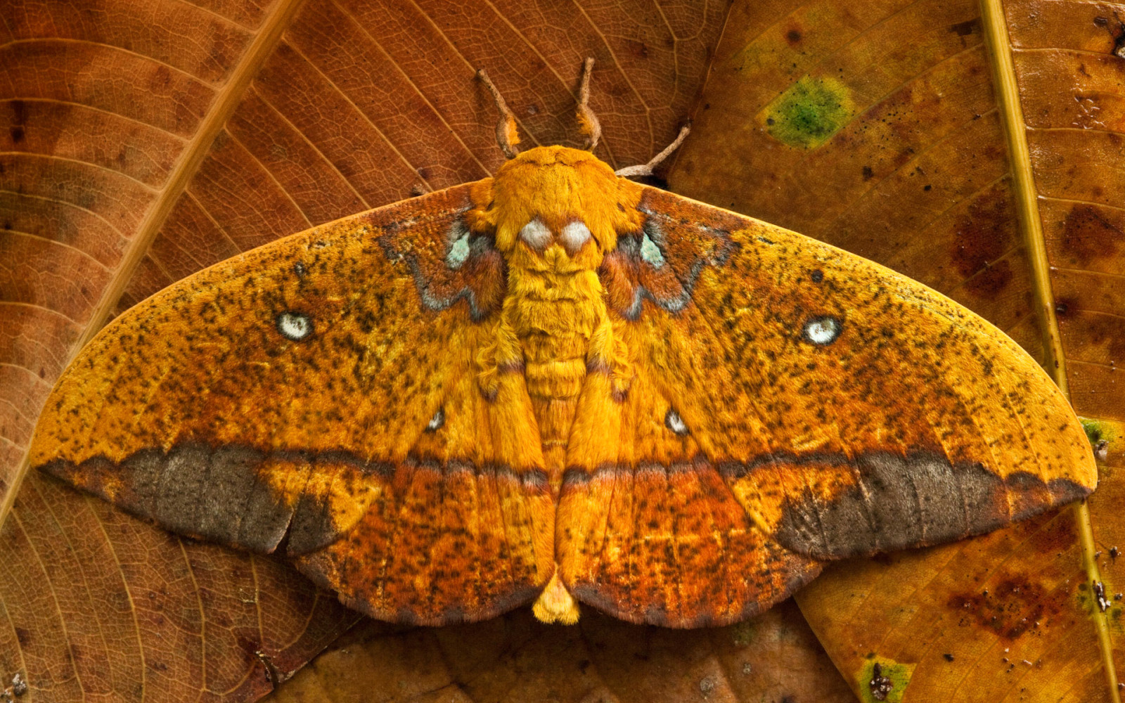 SOMMERFUGL, blade, vinger, Ecuador, Saturniid møl, Yasuni Nationalpark