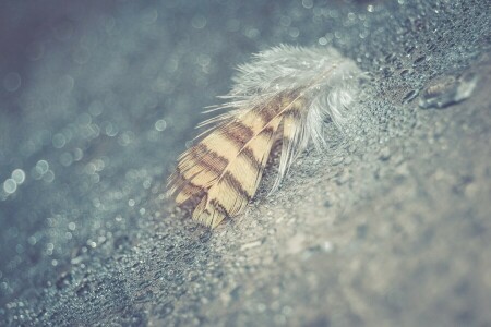 bokeh, gotas, macro, caneta