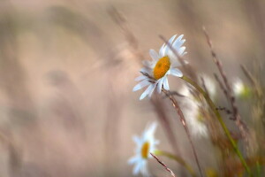 kamille, bloemen, natuur