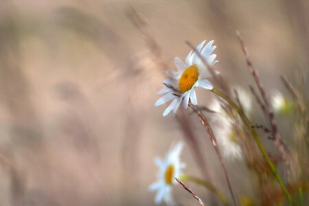 kamille, blomster, natur