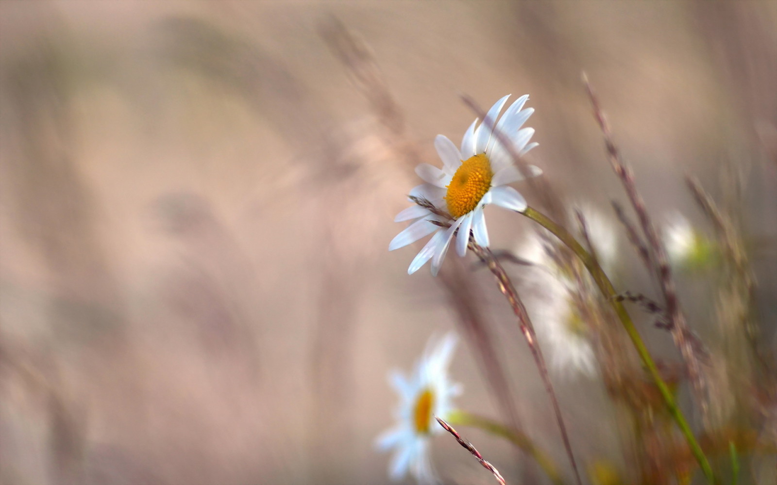 la nature, fleurs, camomille