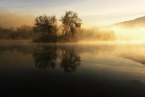 nebbia, lago, mattina, alberi