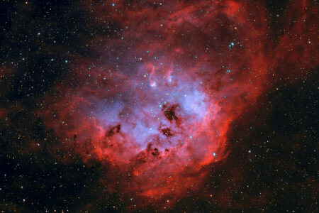 IC 410, im Nebel, Raum, Kaulquappen