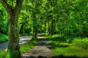 Allemagne, herbe, légumes verts, parc, route, le trottoir, des arbres, Wetzlar