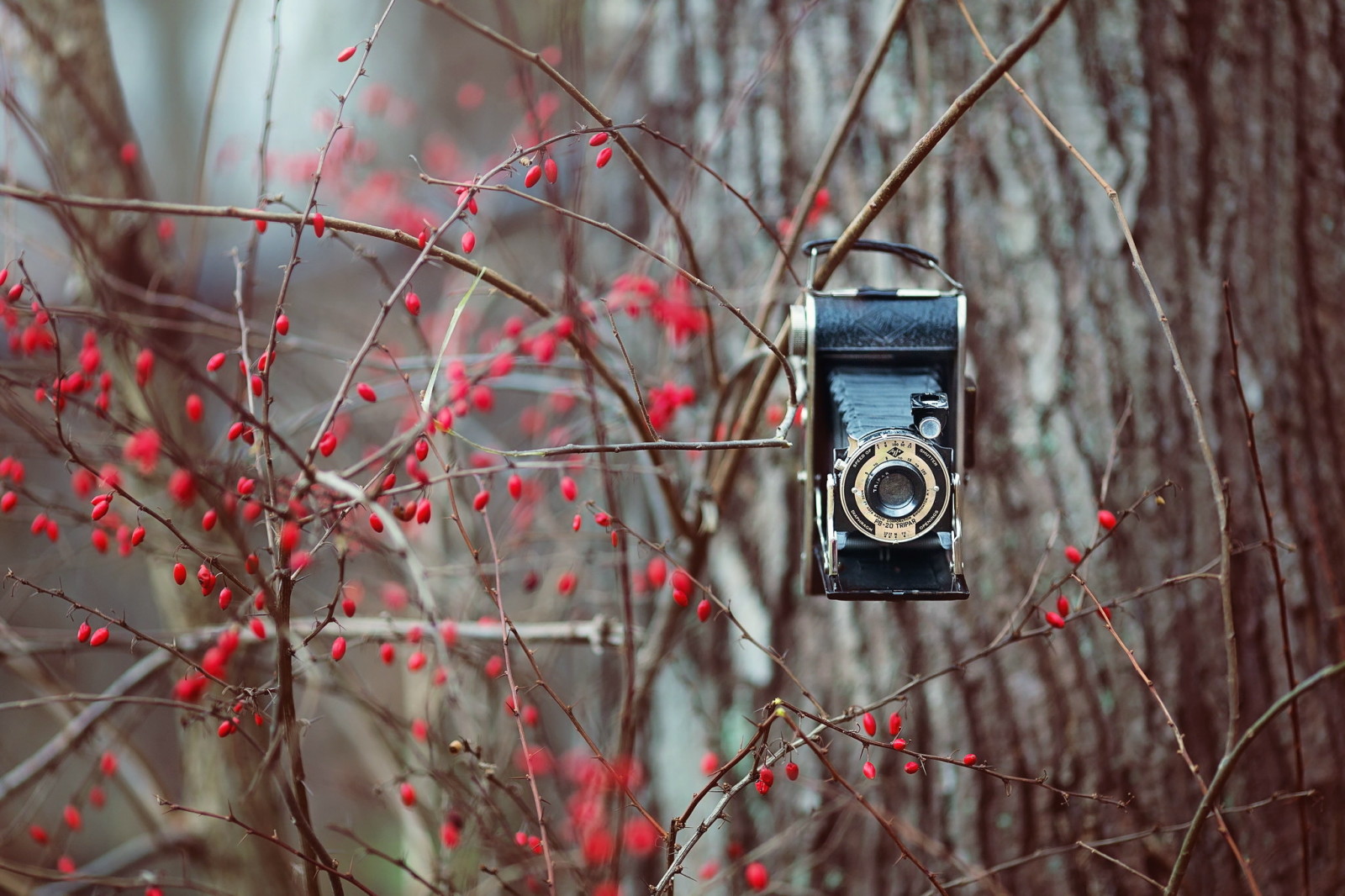 natuur, achtergrond, camera