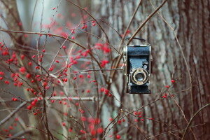 background, camera, nature