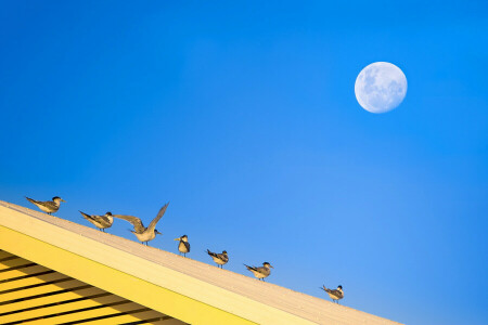 birds, roof, The moon, the sky