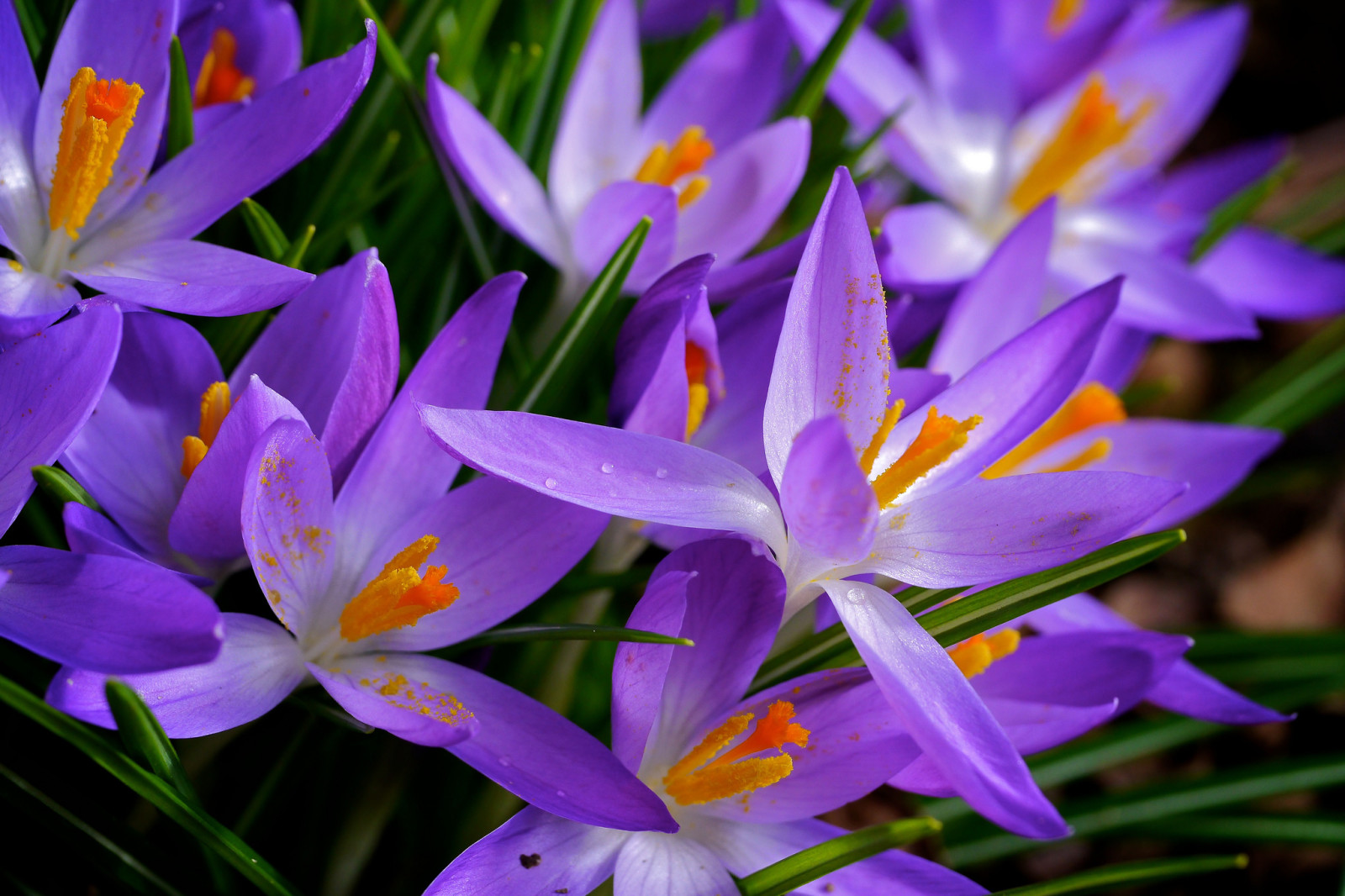 natur, vår, måla, kronblad, Krokus