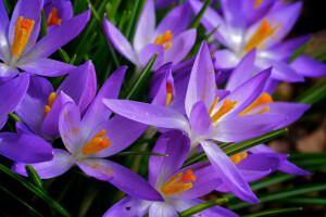 Krokus, natuur, verf, bloemblaadjes, voorjaar