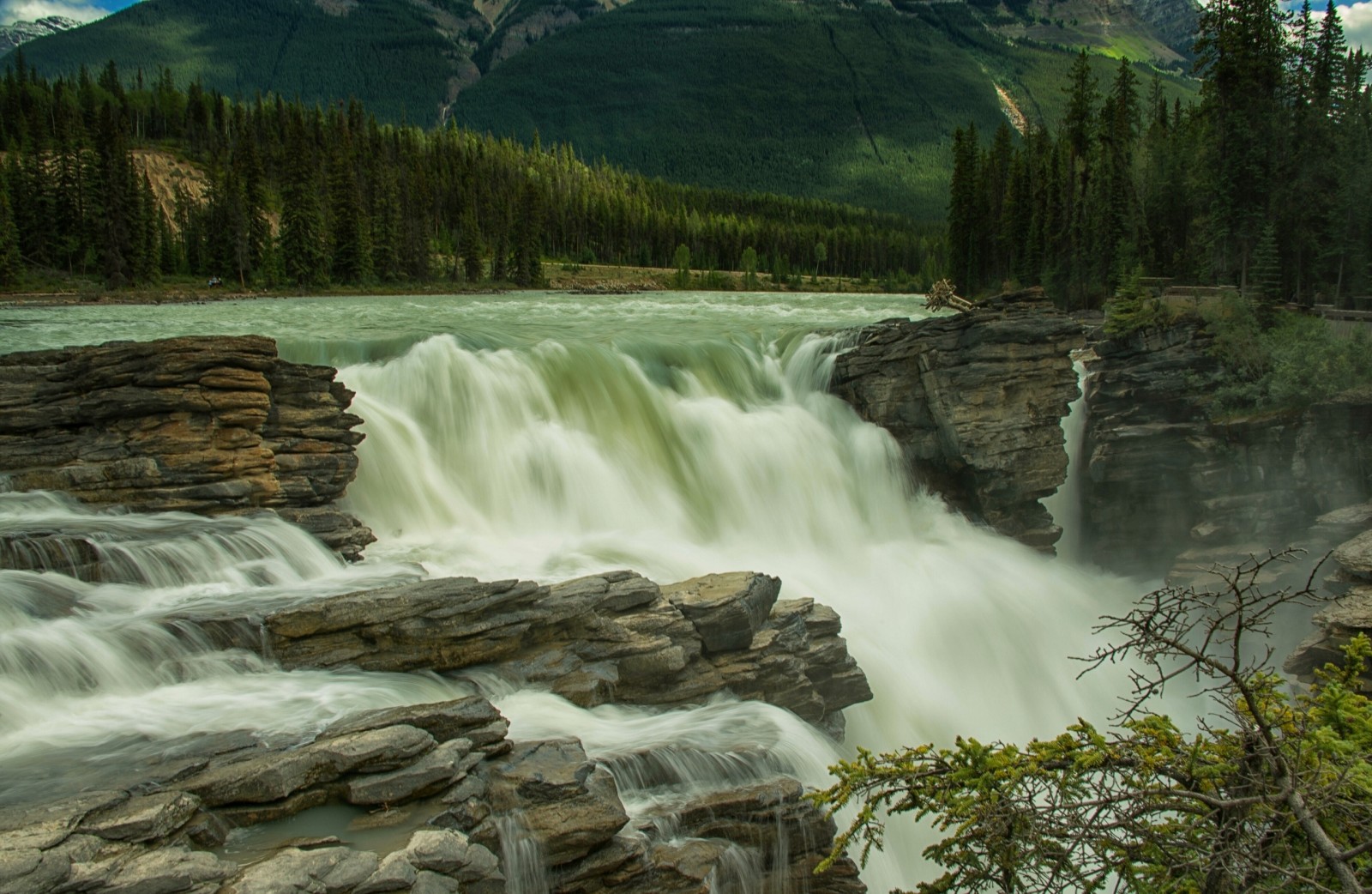 bosque, río, piedras, arboles, cascada, Canadá, Albert, Alberta