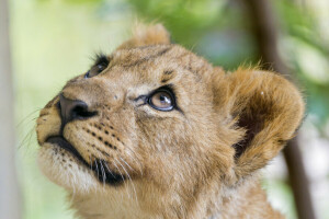 filhote, face, gatinha, leão, Veja, © Tambako O Jaguar