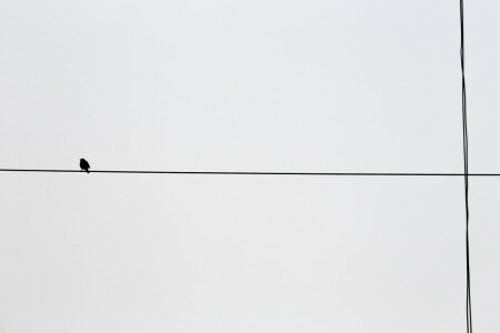 background, bird, wire