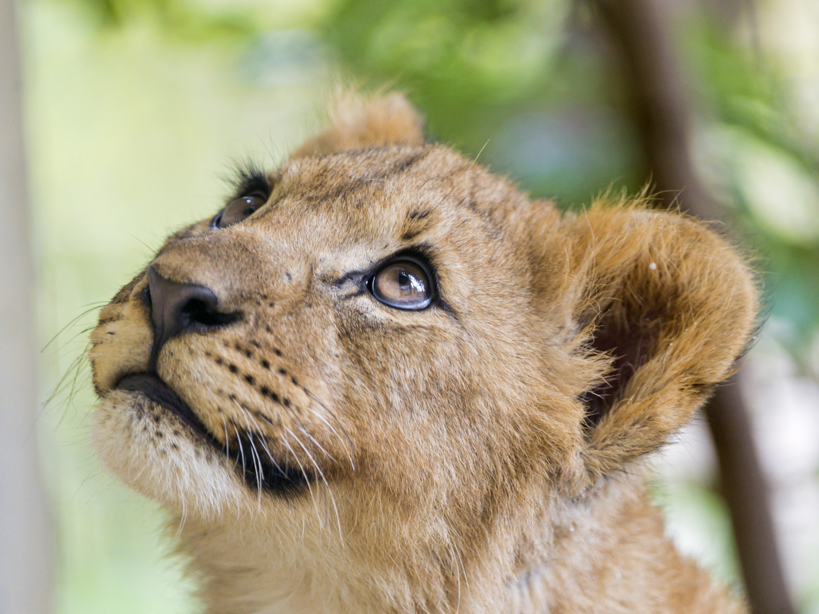 Regardez, visage, lionceau, minou, Lion, © Tambako Le Jaguar