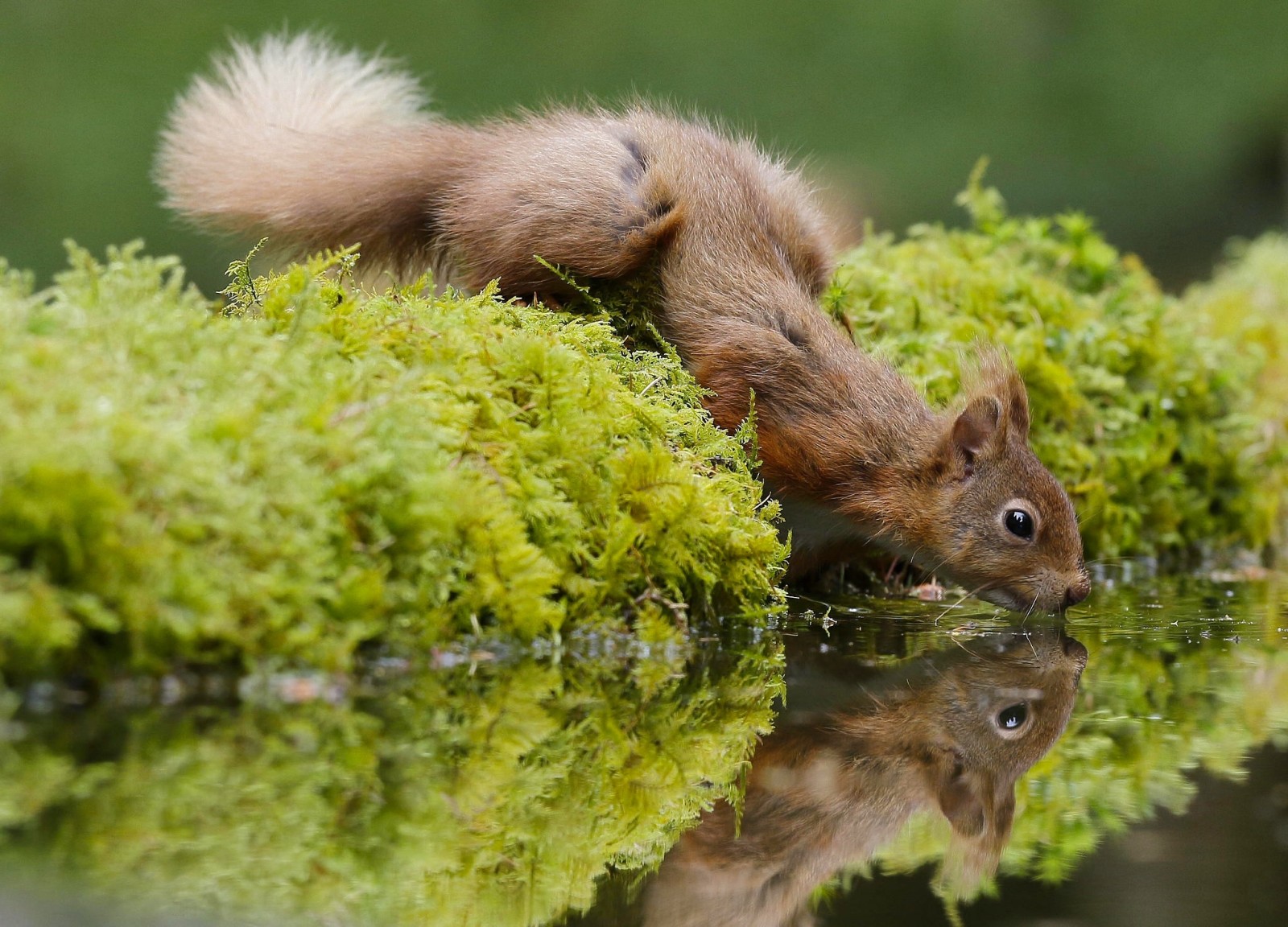 reflection, red, water, moss, protein, thirst