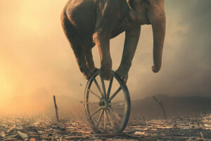 art, elephant, wheel