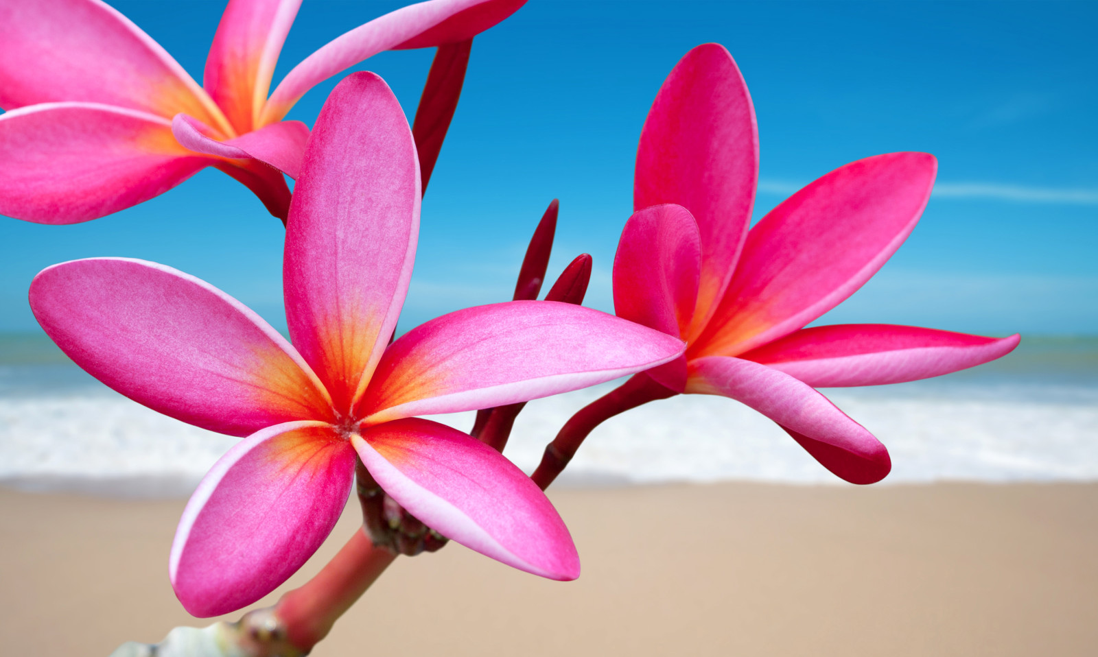 árvore, mar, flor, ramo, pétalas, plumeria, Trópicos