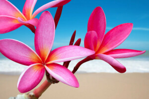 Ast, Blume, Blütenblätter, Plumeria, Meer, Baum, Tropen