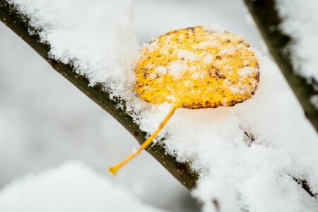 cold, macro, sheet, snow, winter, yellow