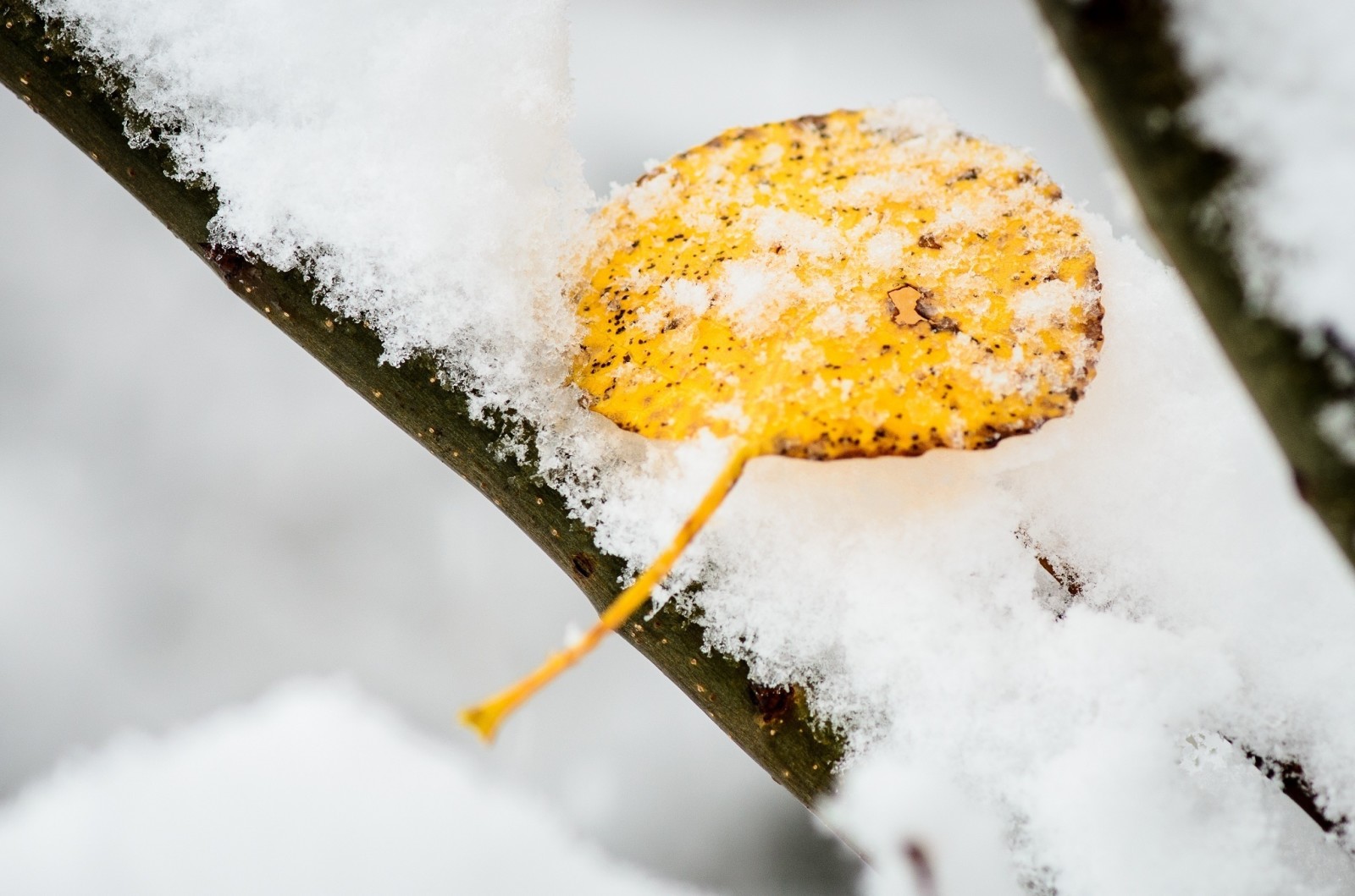 neve, macro, freddo, inverno, giallo, foglio