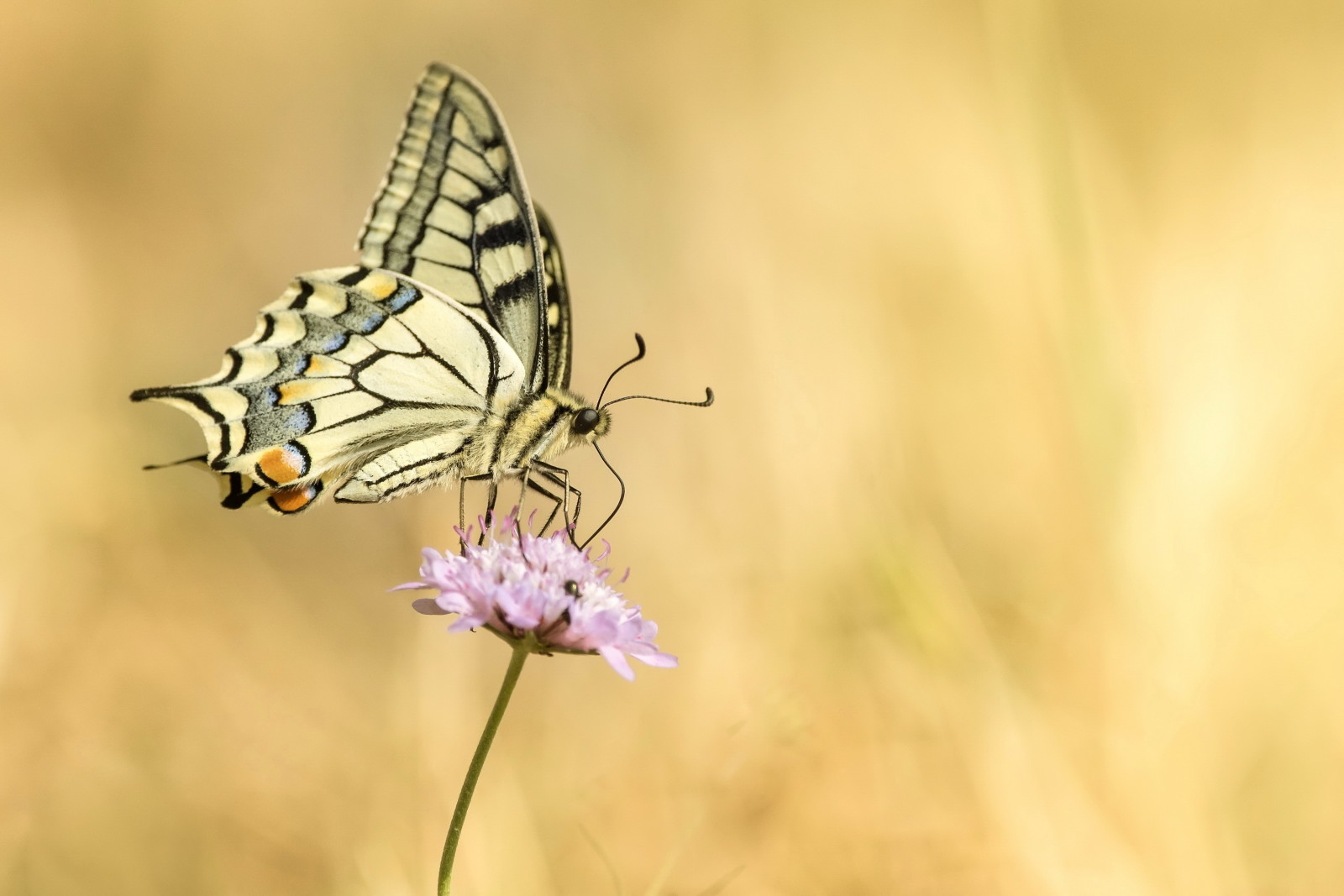 BUTTERFLY, pink, flower, swallowtail