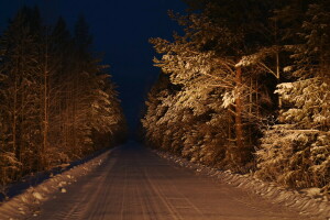 bosque, noche, la carretera