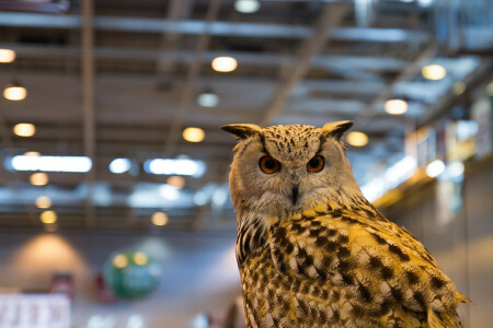 oiseau, hibou, posant, prédateur, la chambre