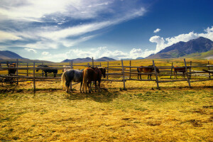 field, horses, the fence