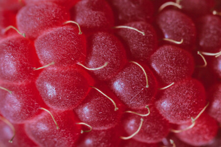 baie, macro, framboise