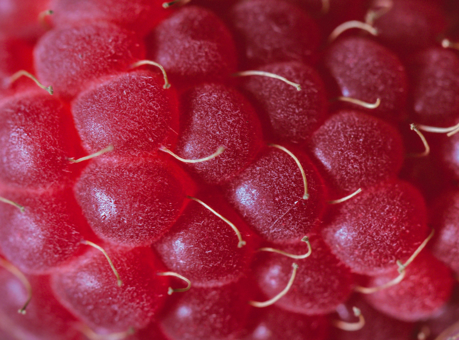 macro, framboise, baie