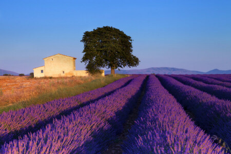 blu, campo, Francia, Casa, lavanda, il cielo, albero