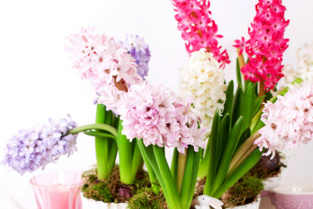 närbild, blommor, hyacinths, Foto