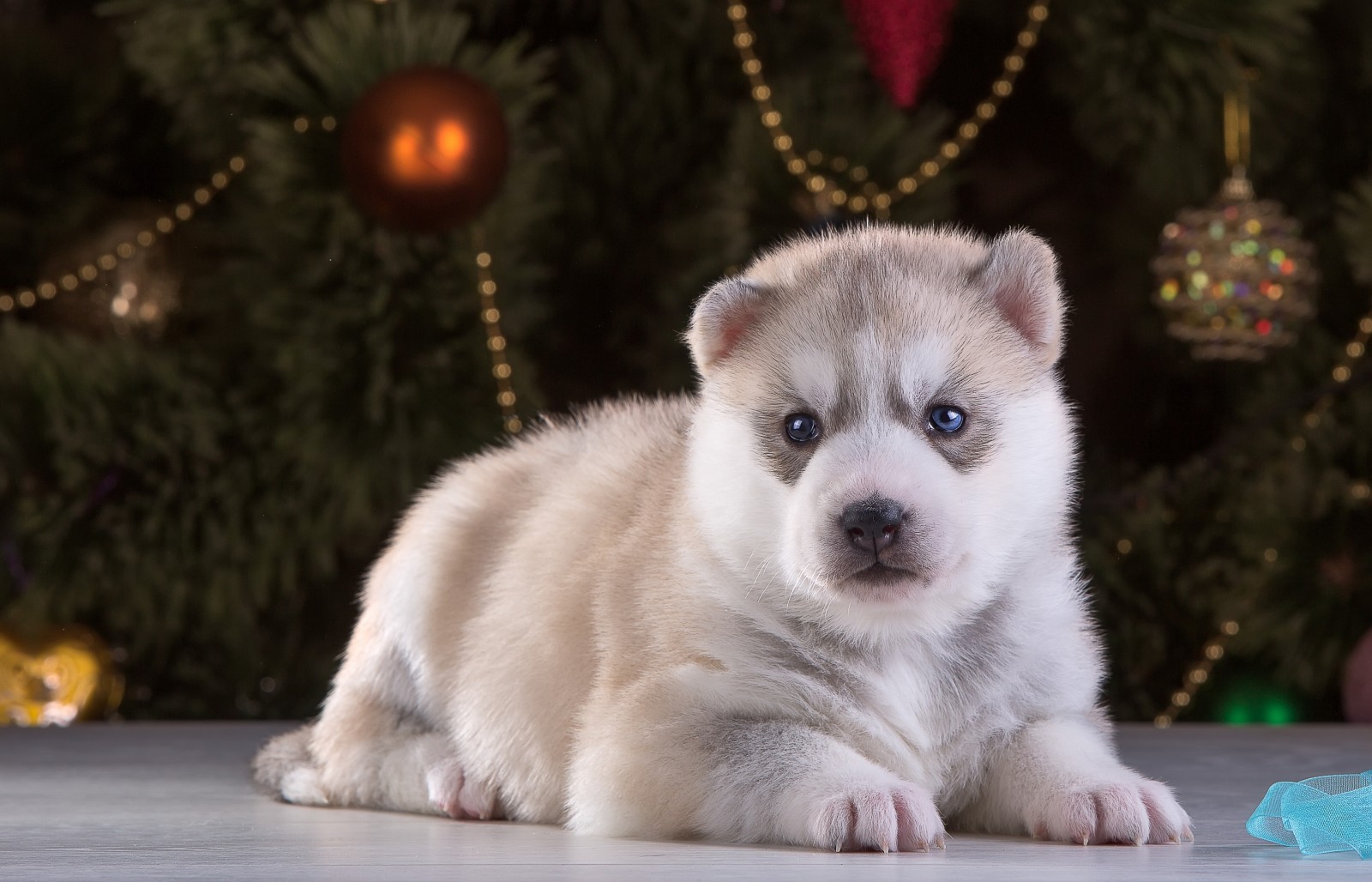 se, hund, hundehvalp, husky